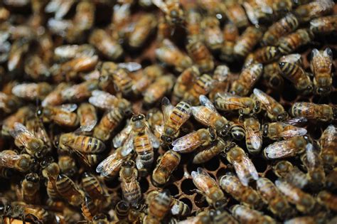 The Evolutionary Paradox: Witchcraft Seeds and the Rise of Bee Hordes